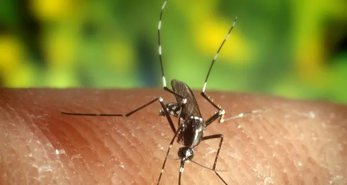 Zanzara tigre, l’Alto Adige mette in campo nuove strategie di prevenzione