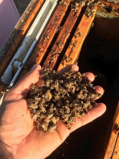 Caldo estremo killer di api, in Sardegna produzioni di miele giù fino al 70%