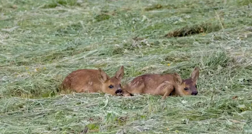 I droni salvano i piccoli di capriolo dalle falciatrici nei prati