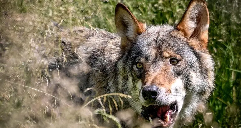 Kompatscher: «Un primo passo importante la riduzione della protezione del lupo»