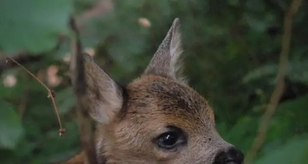 Controlli via drone, salvati dalle falciatrici 1800 cuccioli di capriolo nascosti nell’erba