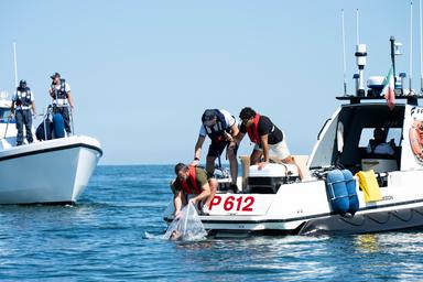 Polpi contro granchi blu, a Cesenatico la liberazione in mare