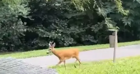 Capriolo nel parco a pochi passi dal Druso
