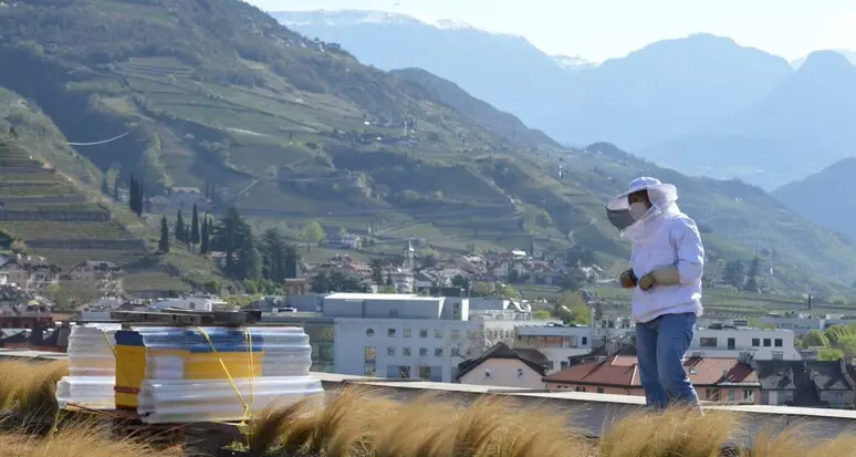 Apicoltura, per l’Alto Adige in arrivo quasi 380mila euro di contributi
