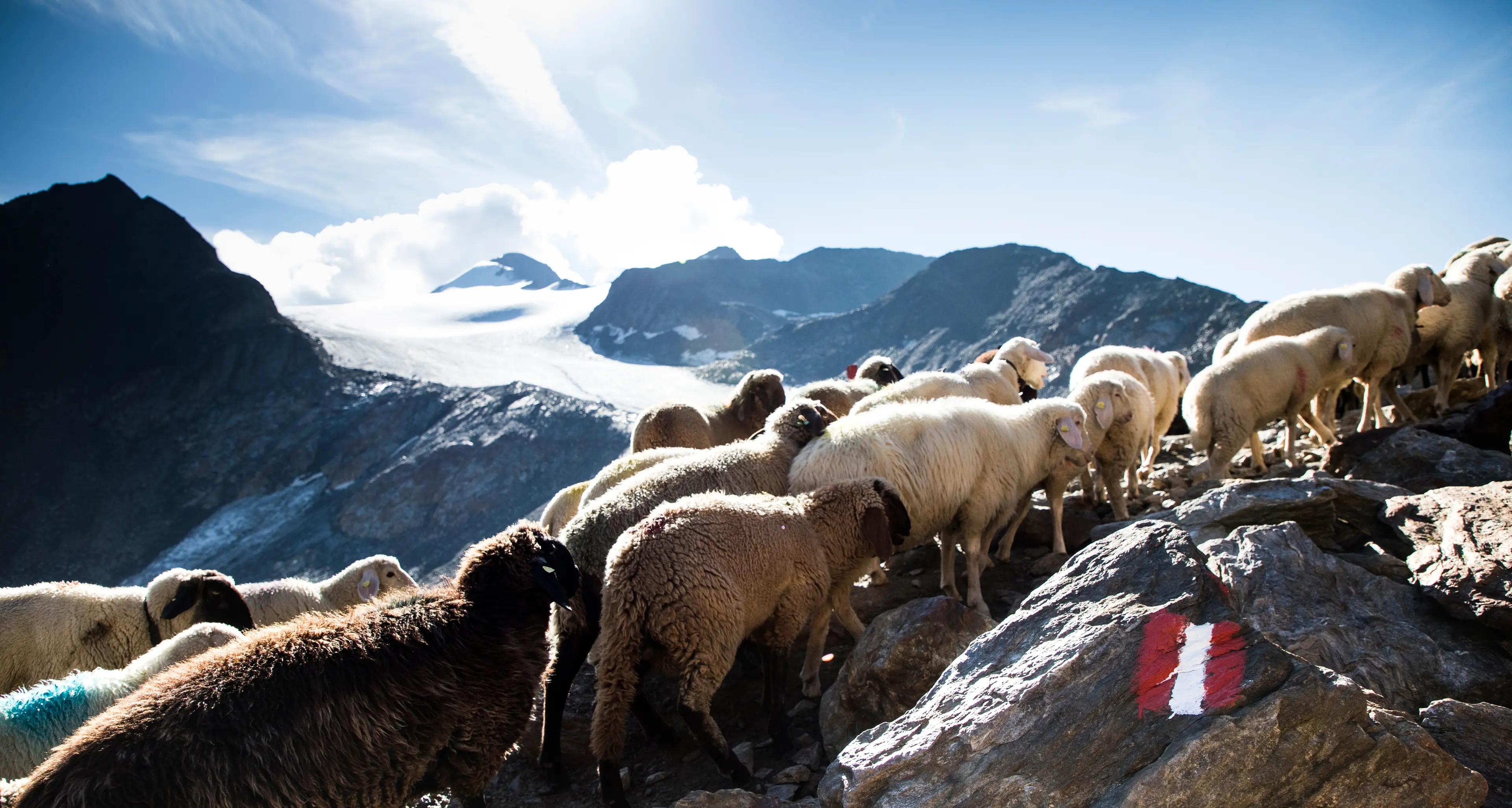 Val Senales, la transumanza attraversa il ghiacciaio e anche la frontiera