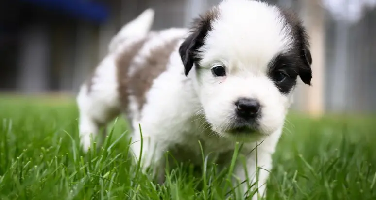 Dna dei cani: “Impossibile restituire i soldi? Aiutiamo la Sill con 2 veterinari per dieci anni”