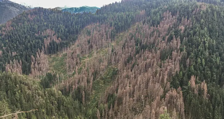 Il bostrico fa strage in Alto Adige, colpito il 2,6% dei boschi