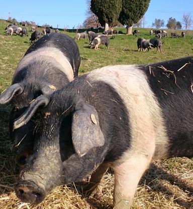 Peste suina, abbattuti il 10% degli esemplari di Cinta senese