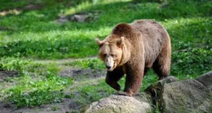 Orsa F36, le associazioni animaliste impugnano il decreto di cattura