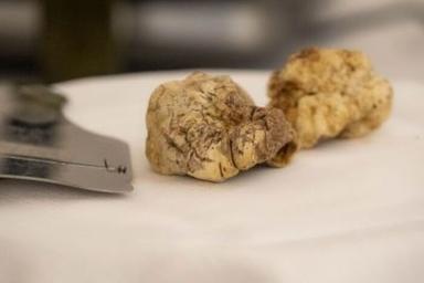 Basilicata, filiera del tartufo vale 20 milioni, 1280 cercatori