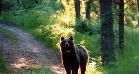 Protezioni dai grandi predatori, il caso dell’Alto Adige: molte meno domande di recinzioni che in Trentino