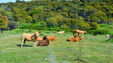 Restrizioni dermatite bovina, il 25 Coldiretti scende in piazza a Olbia