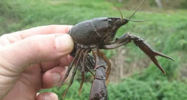 Il gambero rosso della Louisiana invade il lago di Caldaro