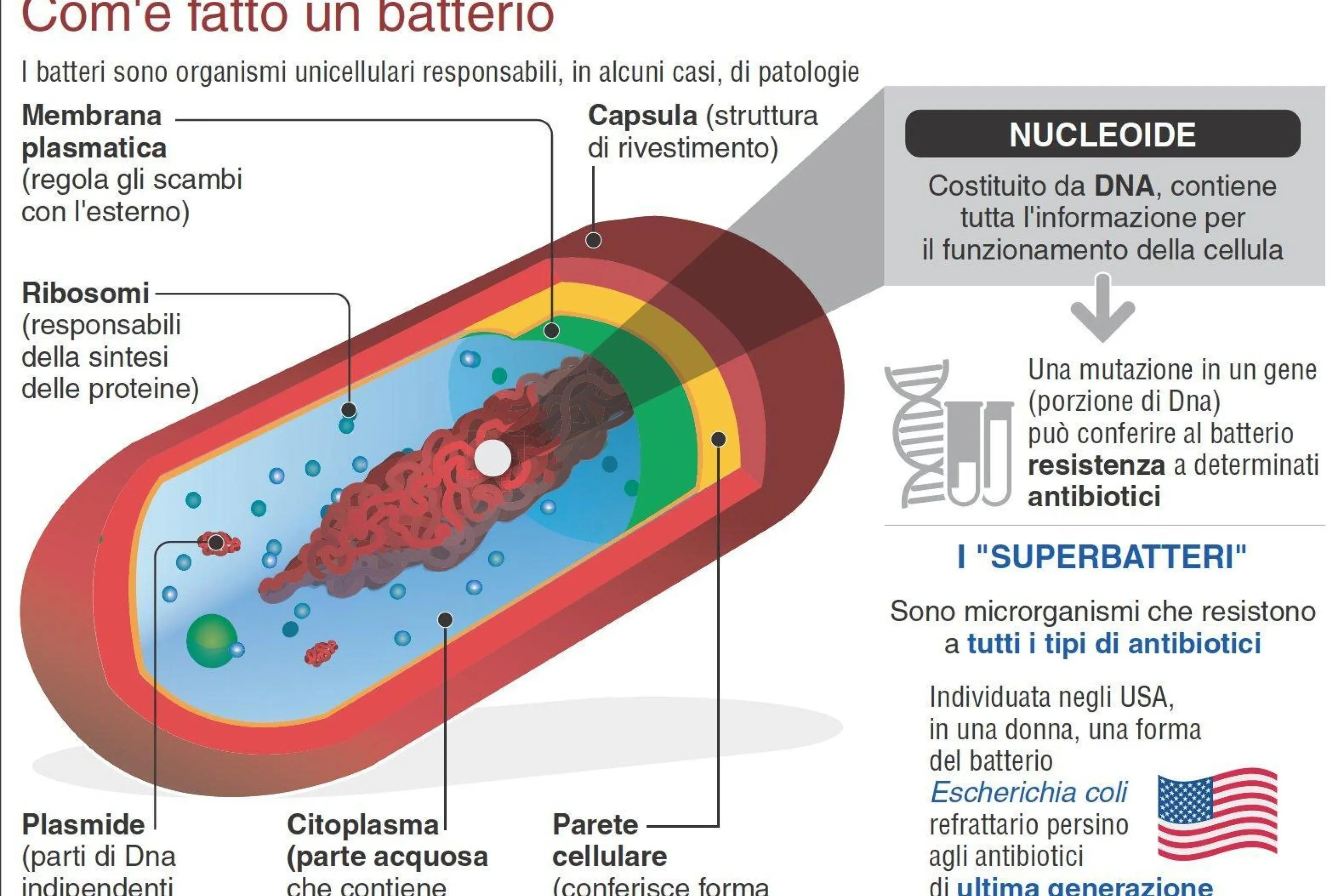Antimicrobico-resistenza, dal Biotecnopolo di Siena un nuovo modello