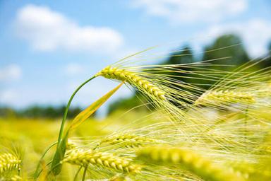 L'agricoltura italiana spinge l'Europa, genera il 16,9% del valore aggiunto Ue