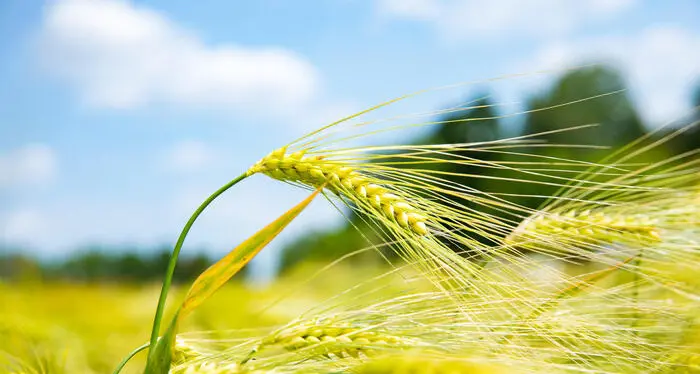 L'agricoltura italiana spinge l'Europa, genera il 16,9% del valore aggiunto Ue