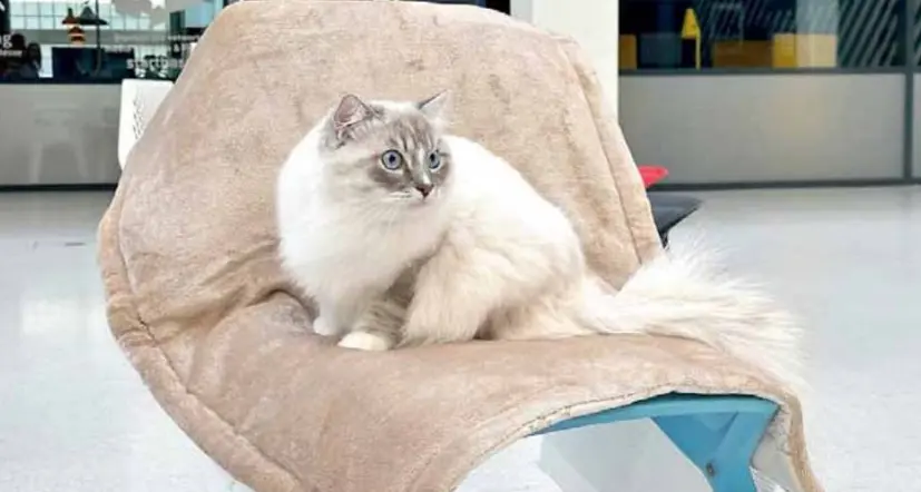 I gatti più belli del mondo in mostra a Fiera Bolzano