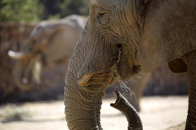 In Sudafrica si dibatte sul destino degli ultimi tre elefanti ospitati in uno zoo