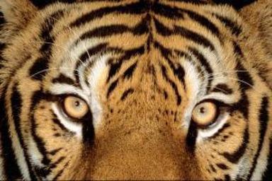 Wwf, in 52 anni le popolazioni di specie selvatiche ridotte del 73%