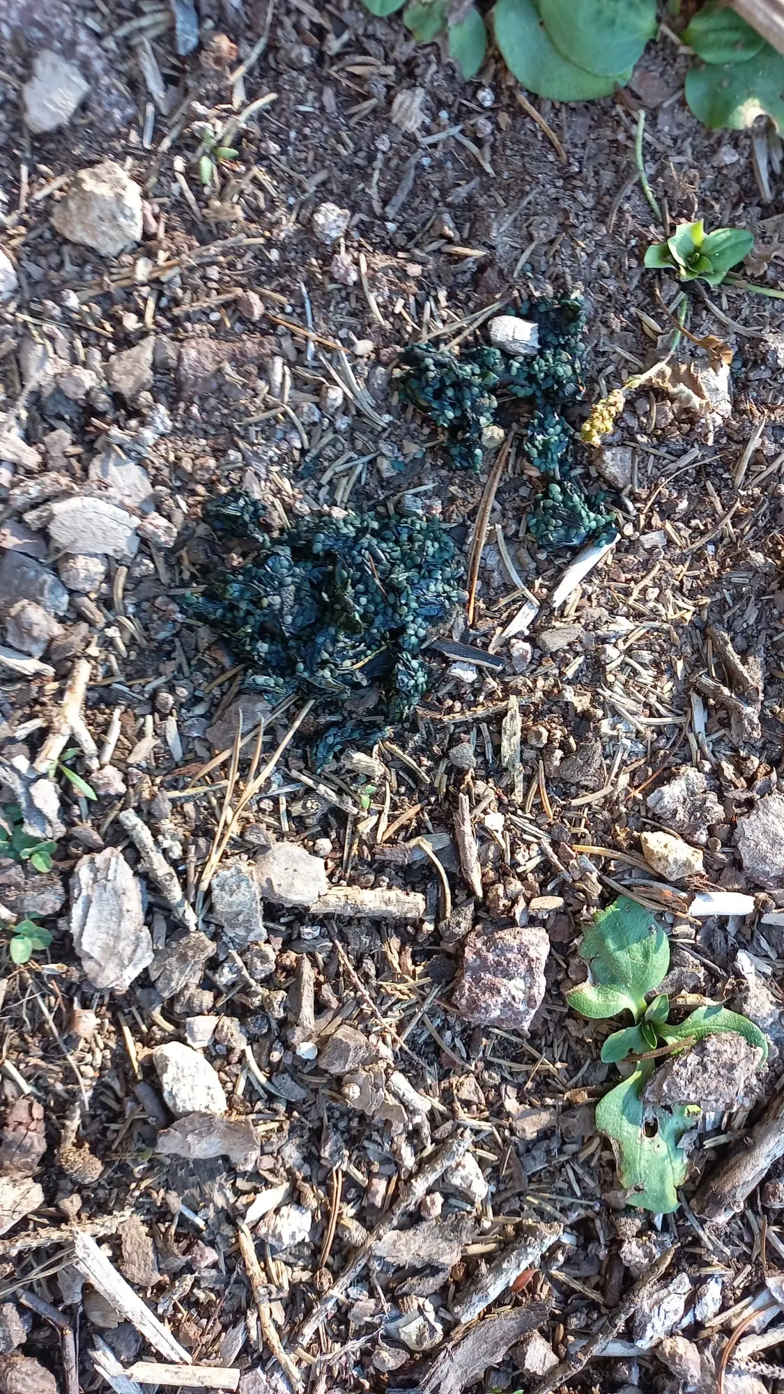 Il Wwf: «Urgente dotare la Provincia di Bolzano di unità cinofile antiveleno per la sicurezza della fauna e della popolazione»