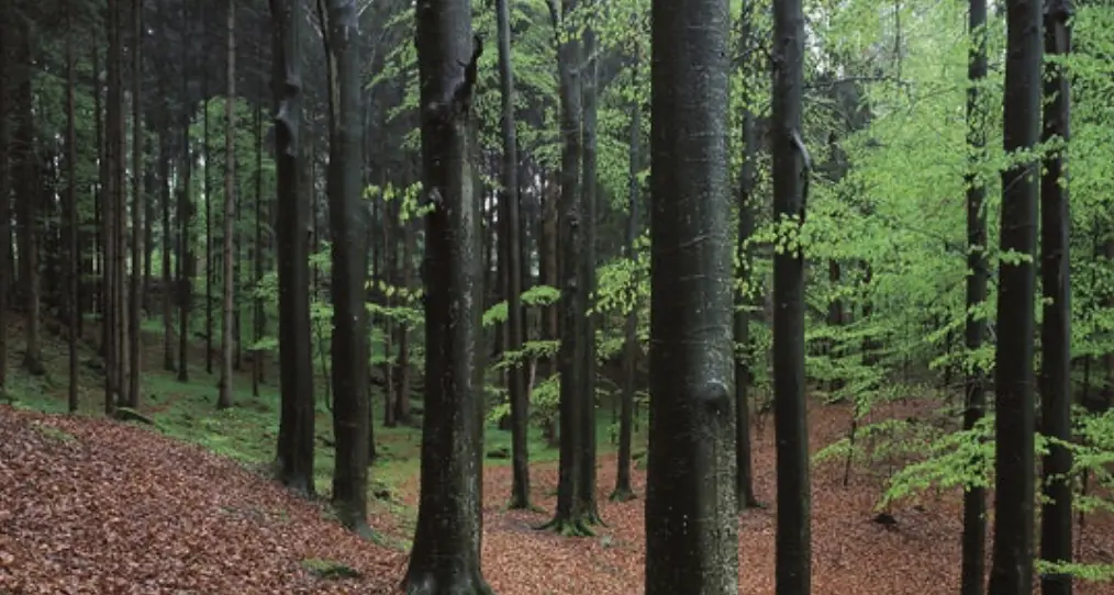 Il progetto: robot, intelligenza artificiale e droni per ricostruire foreste montane