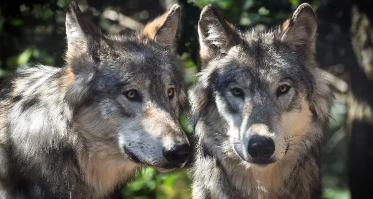 Lupi, Dorfmann chiede di declassare lo status di protezione. Dura replica degli animalisti