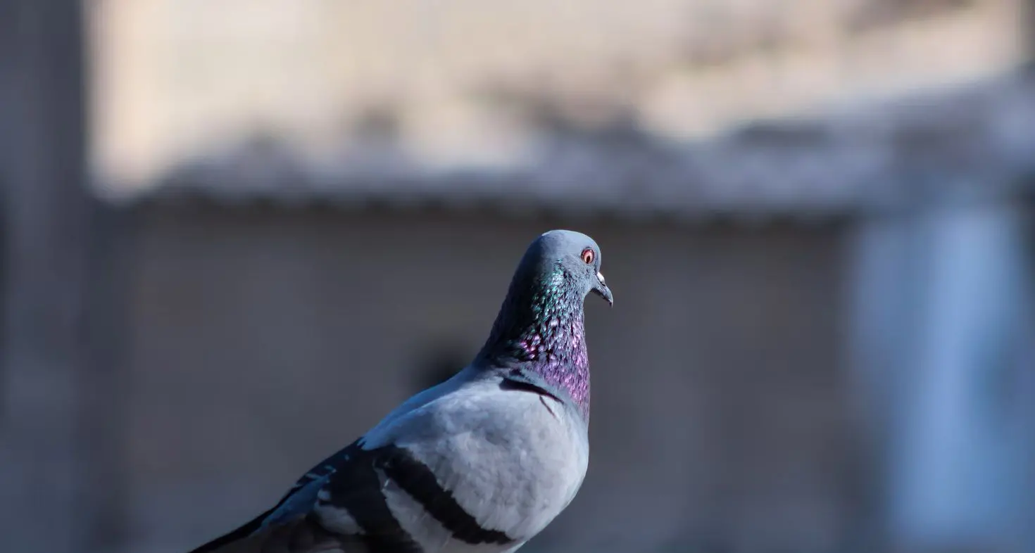 Piccione ferito da uno sparo a Bolzano: curato al Centro veterinario, non ce l’ha fatta. Episodio segnalato alla Forestale