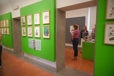 Fulco Pratesi, al Museo di Roma in Trastevere esposti gli acquarelli del fondatore del Wwf