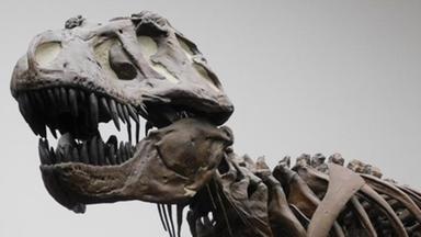 Il T.rex era a sangue caldo, la sua temperatura simile a quella umana