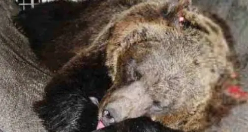 Orsa F36 uccisa da una fucilata, due rinviati a giudizio