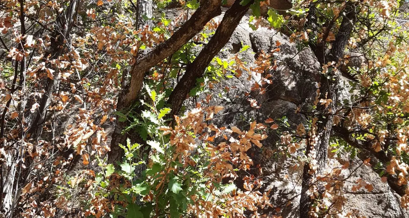 Dopo i roghi estivi a Bolzano rinasce il bosco. Meno fortunate le piante di Monticolo