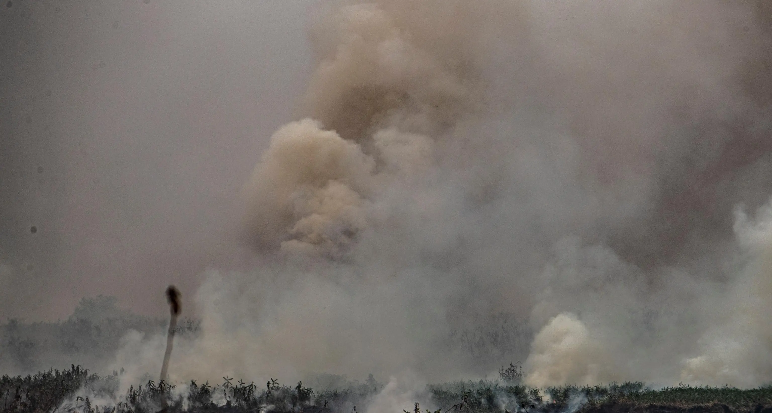 Brasile: giaguari morti per incendio in parco del Mato Grosso