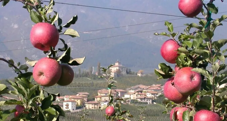 Altri 11 sommelier della mela pronti a partire