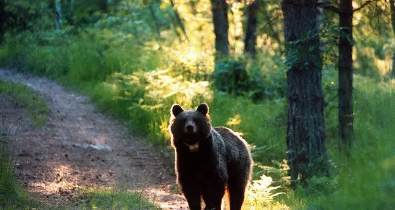 Caldaro, orso avvistato e filmato nei boschi appena sopra il paese