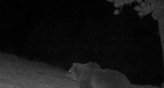 L’orso M75 si è svegliato dal letargo in Alto Adige
