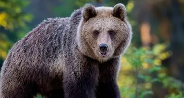 Catturato e radiocollarato l’orso di Marlengo