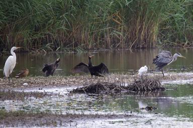 Ocse, fino a 92,4 miliardi destinati alla biodiversità tra il 2023 e il 2025