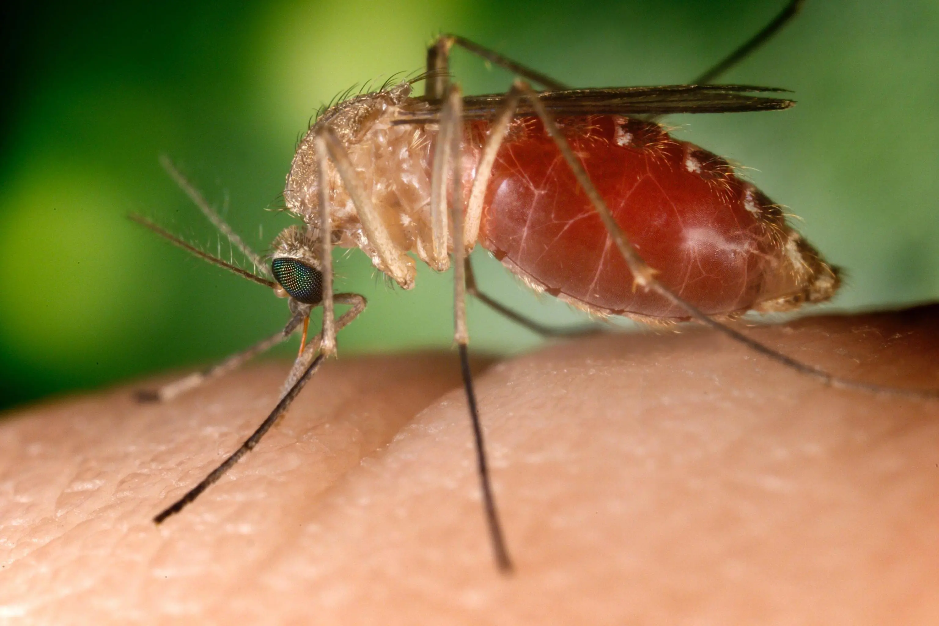 West Nile in crescita, oltre cento casi in più in una settimana