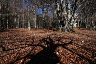 Fao, ripristinare le foreste è investimento per sicurezza alimentare