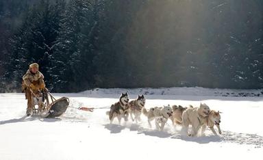 I cani da slitta hanno sviluppato zampe più corte per trainare meglio
