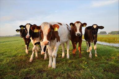 Clima, l'industria della carne Usa sapeva dell'impatto dei bovini dal 1989