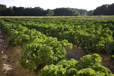 Tecnologi Alimentari, via libera Conferenza Stato-Regioni all'impiego nei controlli