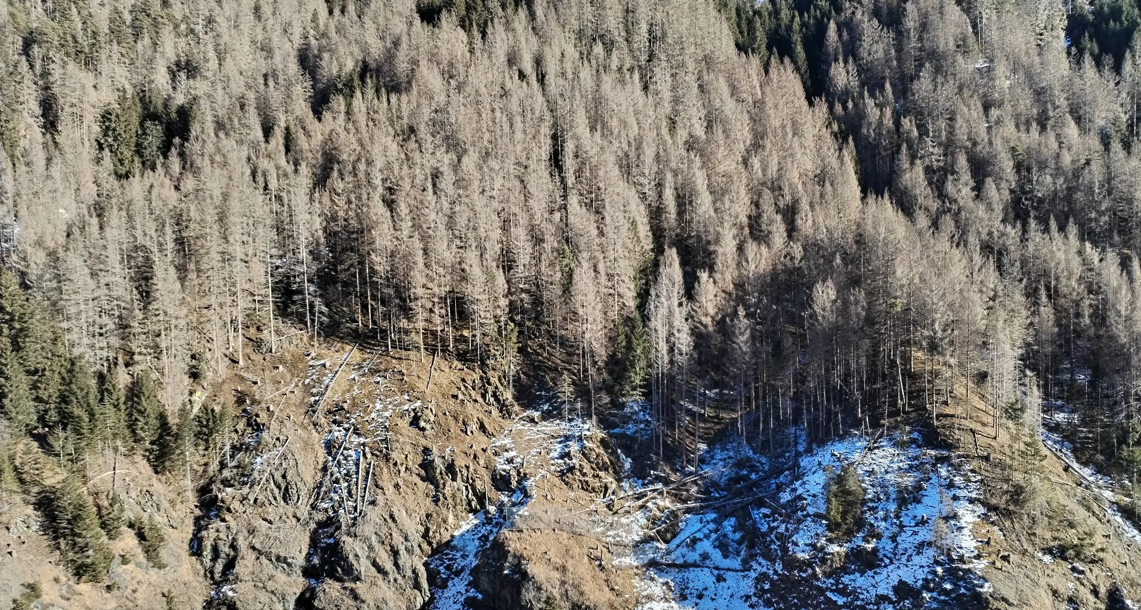 Bostrico, boschi ko in Val Badia: rischio per la statale
