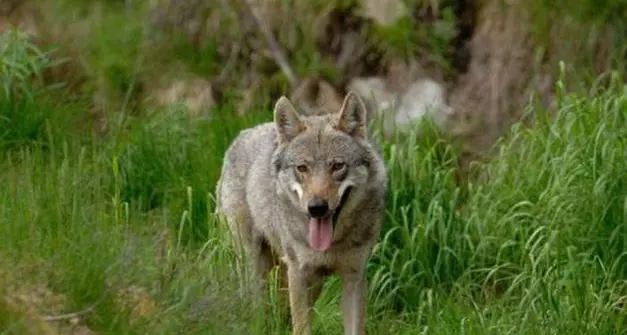 Il Tar accoglie il ricorso animalista: “salvati” i lupi della Val Venosta