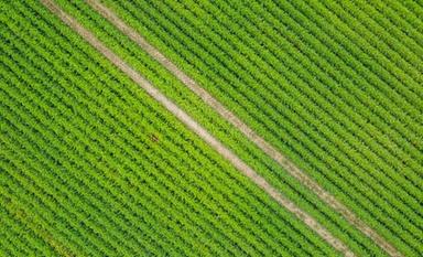 Vitale (Inps), in 2 anni raddoppiate aziende agricole di qualità
