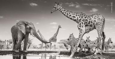 E' italiano il vincitore del Wildlife Photographer of the Year