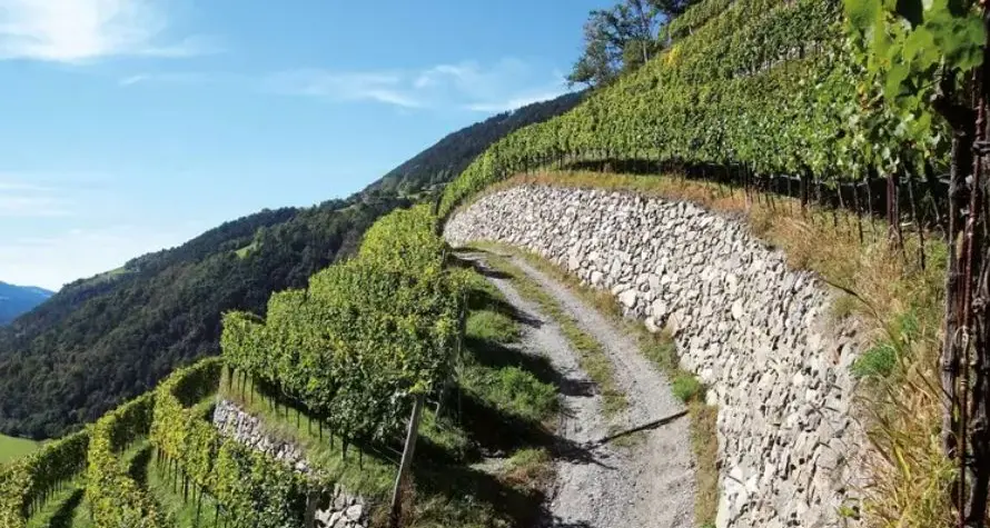 Vendemmia anticipata in Alto Adige, si parte già a fine agosto