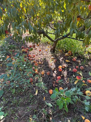 Ondate di calore, Confagricoltura 'stagione tragica nel Medio Campidano'