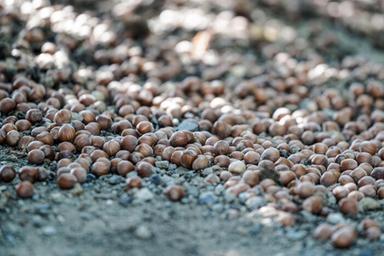 Nocciole, produzione +10% ma pesano siccità e parassiti, incognita prezzi