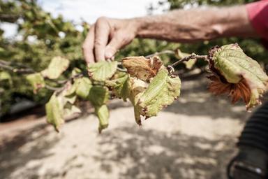 Coldiretti, siccità brucia anche le tipicità, dalle nocciole al bergamotto